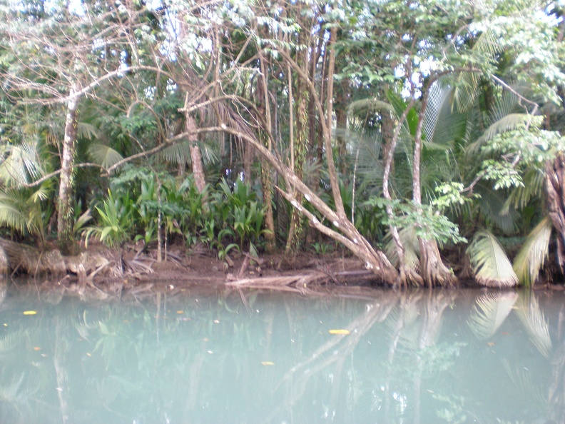 Dominica Indian River8.JPG